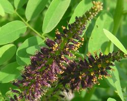 秋田産黒花槐蜂蜜