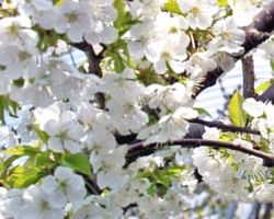 山形産さくらんぼ蜂蜜