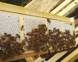 秋田産アカシア巣蜜