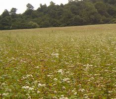 秋田産そば蜂蜜