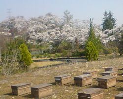 秋田産百花蜂蜜