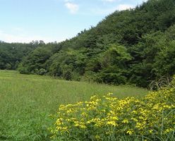 秋田産夏の百花蜂蜜