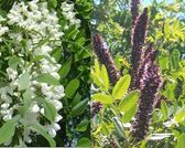 秋田産赤アカシア蜂蜜