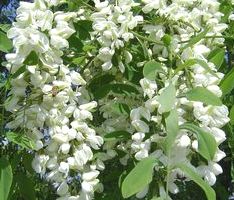 秋田産アカシア蜂蜜